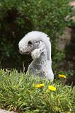 BEDLINGTON TERRIER 020